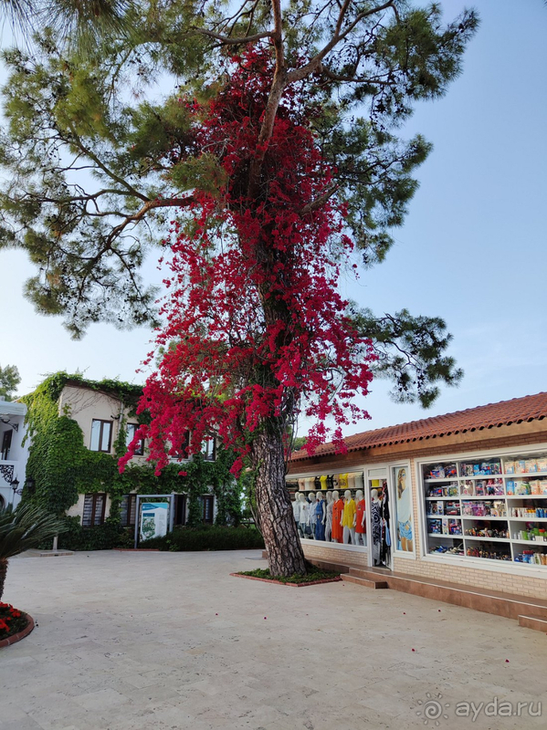 Не пожалел ни разу.