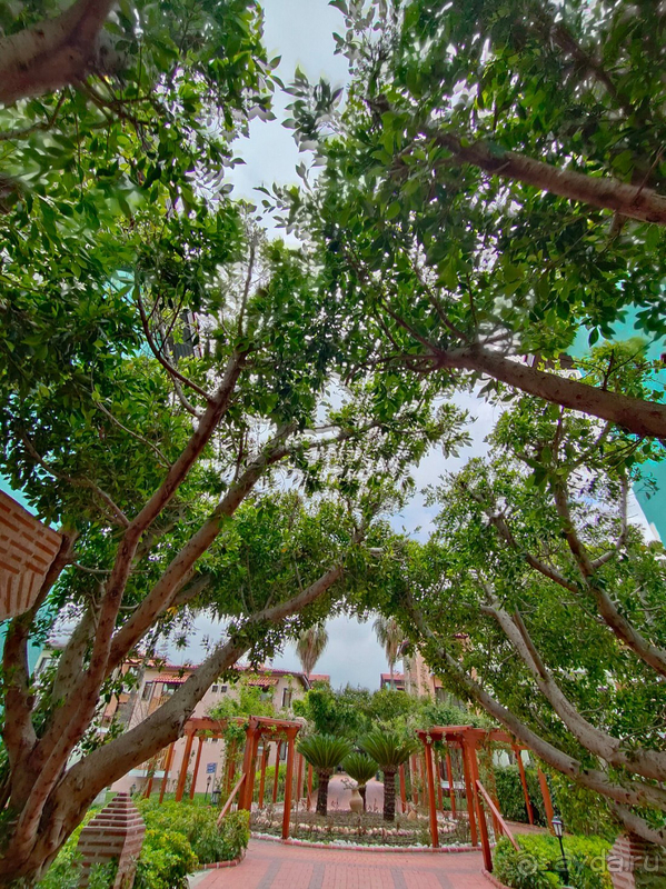 фото Gypsophila Holiday Village