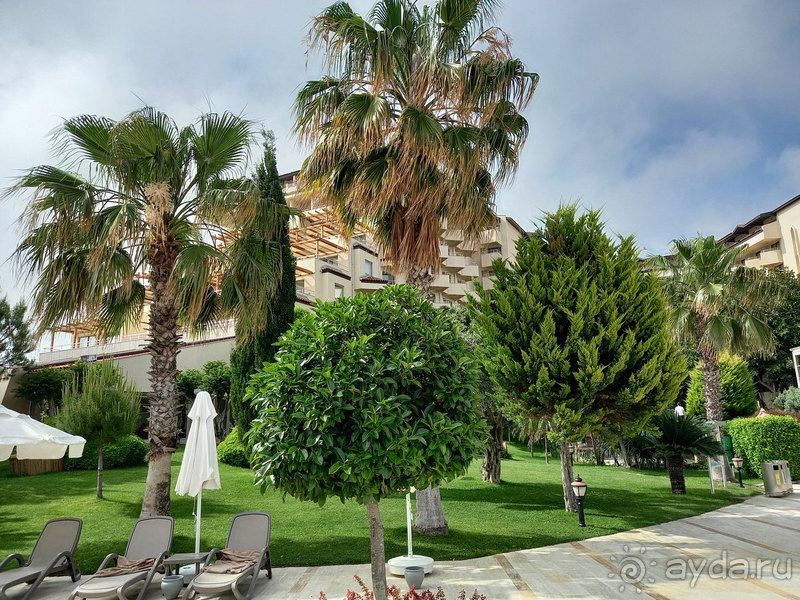 Возвращение в Bellis,в летнюю концепцию...