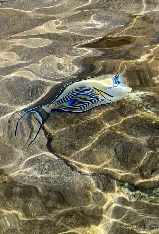 Отель для ознакомления с коралловым рифом