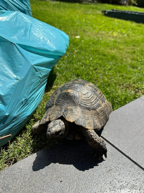 Шикарный Megasaray