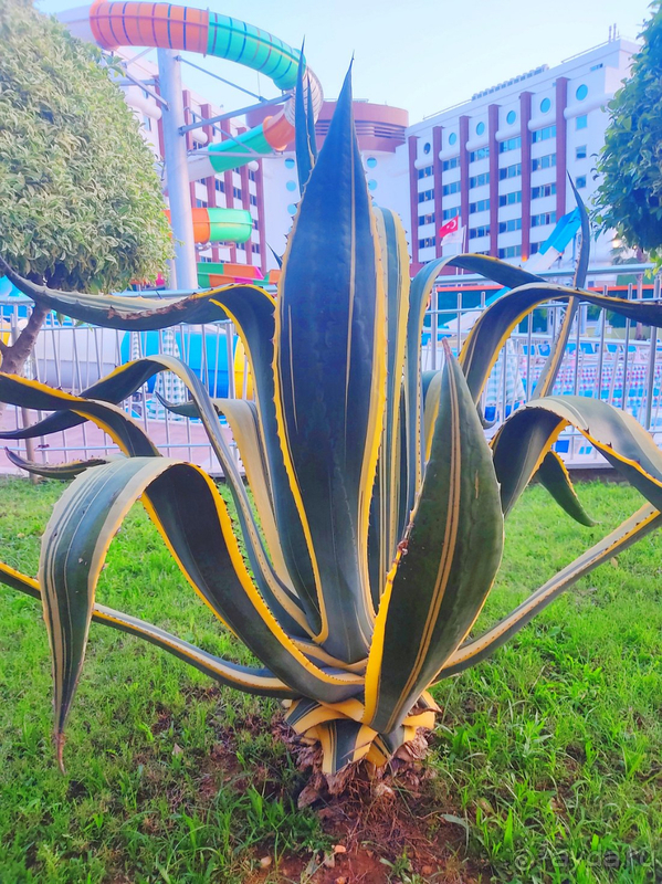 Отличный семейный отдых в Лонисере