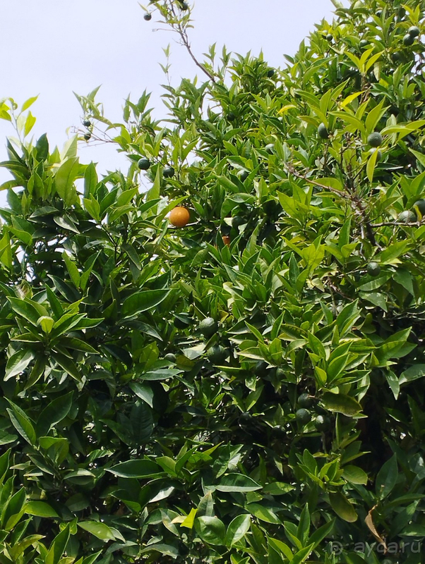 Отличный семейный отдых в Лонисере