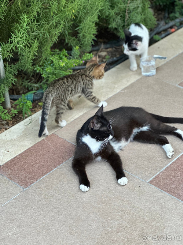 фото Crystal De Luxe Resort & SPA