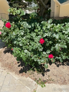 Отдых с детьми в Анапе Отдых с детьми в Анапе