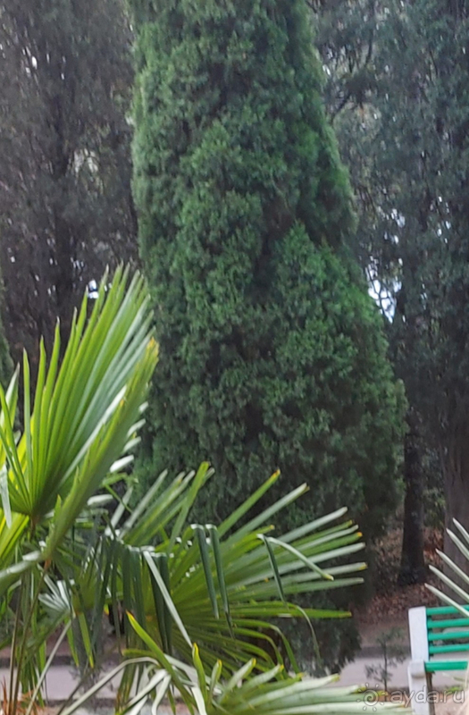 Отдых в санатории "Мисхор"