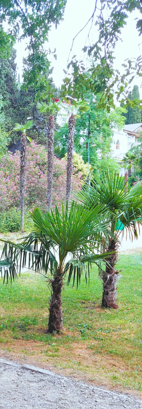 Отдых в санатории "Мисхор"