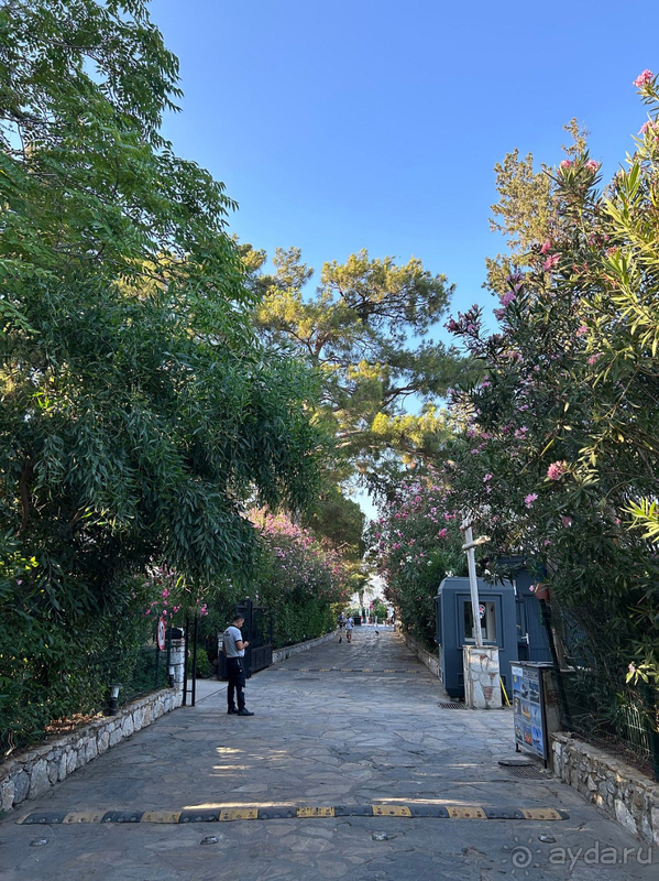 Муравейник