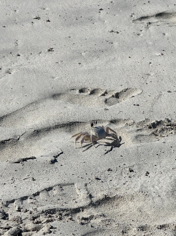 Альбом отзыва "Отличный отель (гиды говорили-лучший на Варадеро)!"