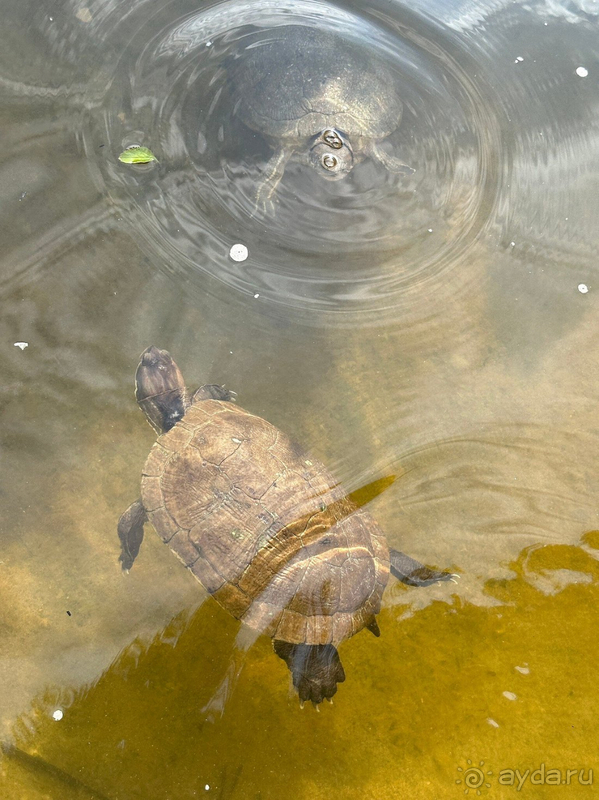 Отличный отель (гиды говорили-лучший на Варадеро)!