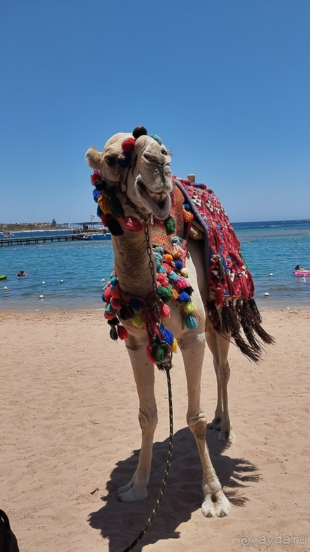 Райская сказка