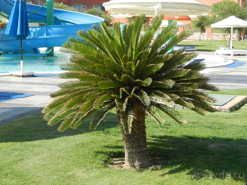 Восточная сказка 1001 ночь.