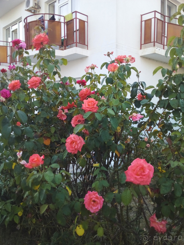 Отзыв об отеле 