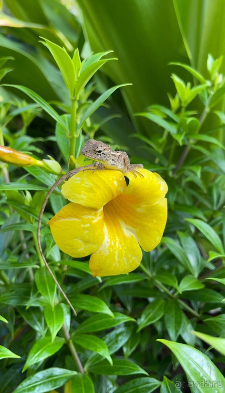 Райское место