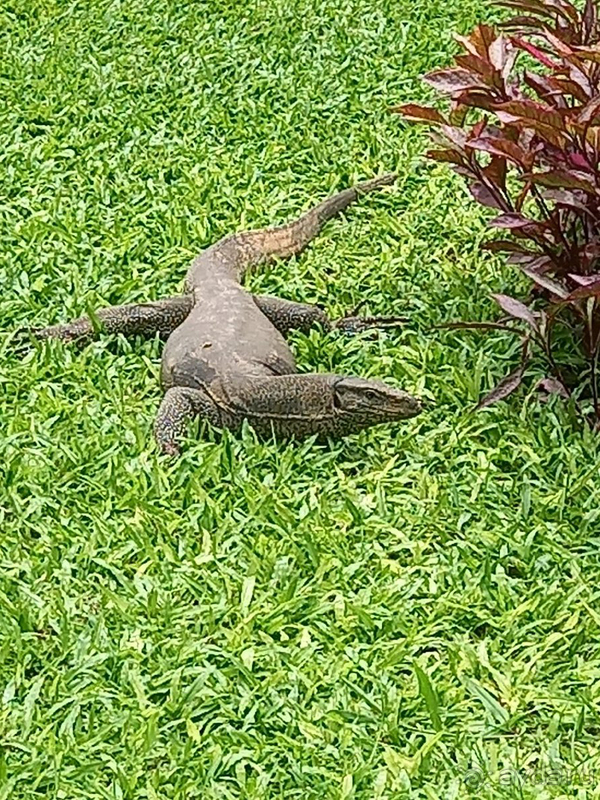 Шри-ланка в сердце, отель разочаровал
