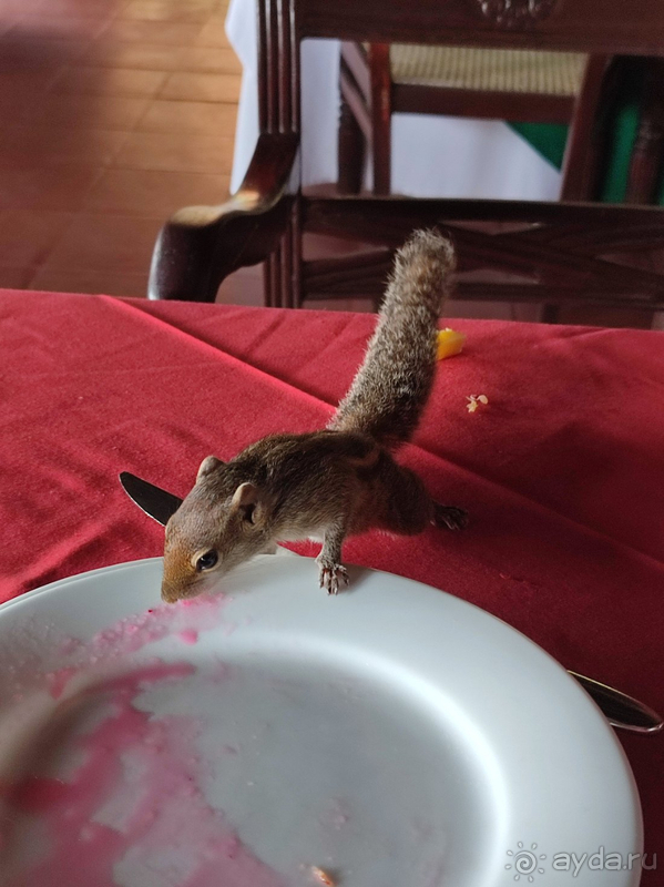 Прекрасная природа, вкусная еда, болото и бурундуки в номерах, нападение пляжных мошек и мошенники-таксисты