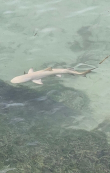 На Сейшелы с тремя детьми