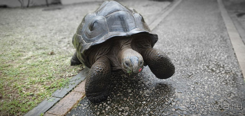 На Сейшелы с тремя детьми