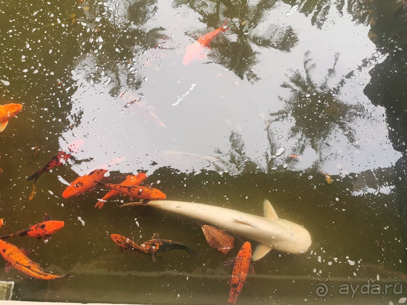 Не плохо но не 5 звёзд.