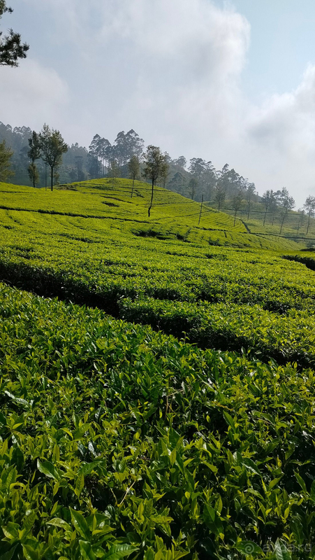 Замечательный отпуск в отличном отеле!!!