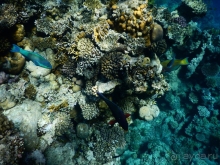 Отличный риф