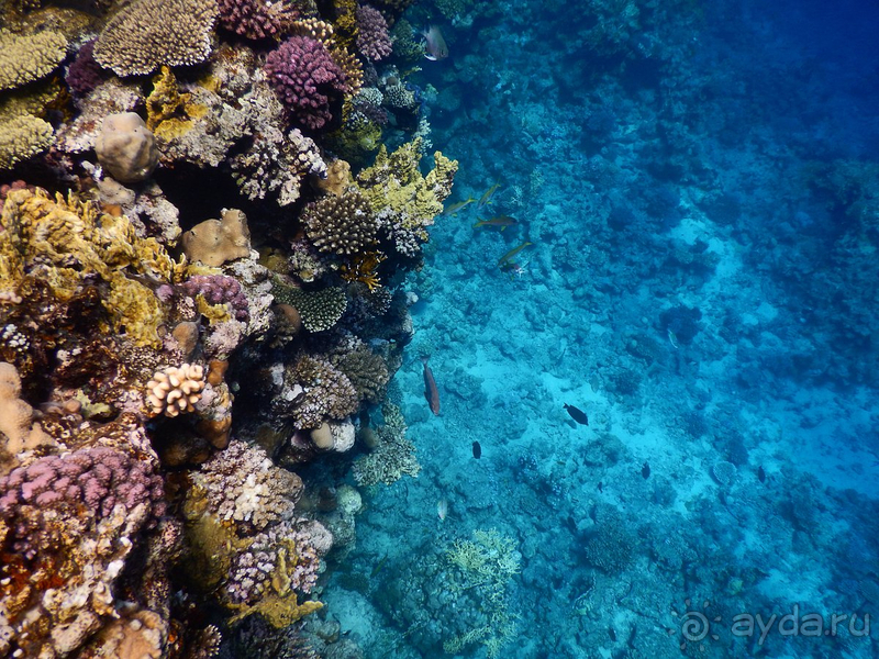 Отличный риф