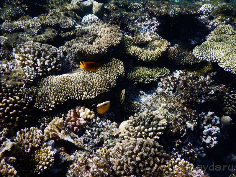 Отличный риф