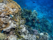 Отличный риф