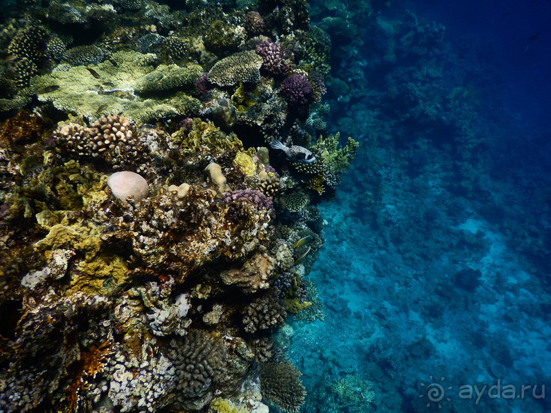 Отличный риф