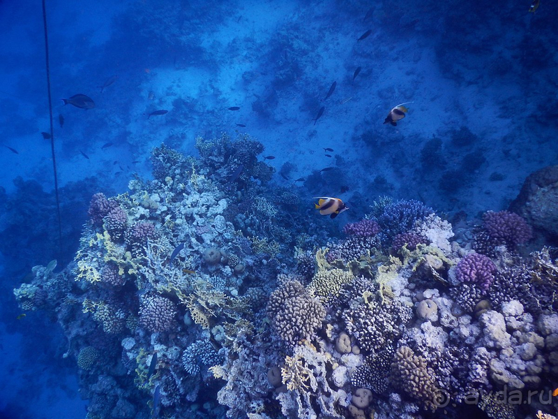 Отличный риф