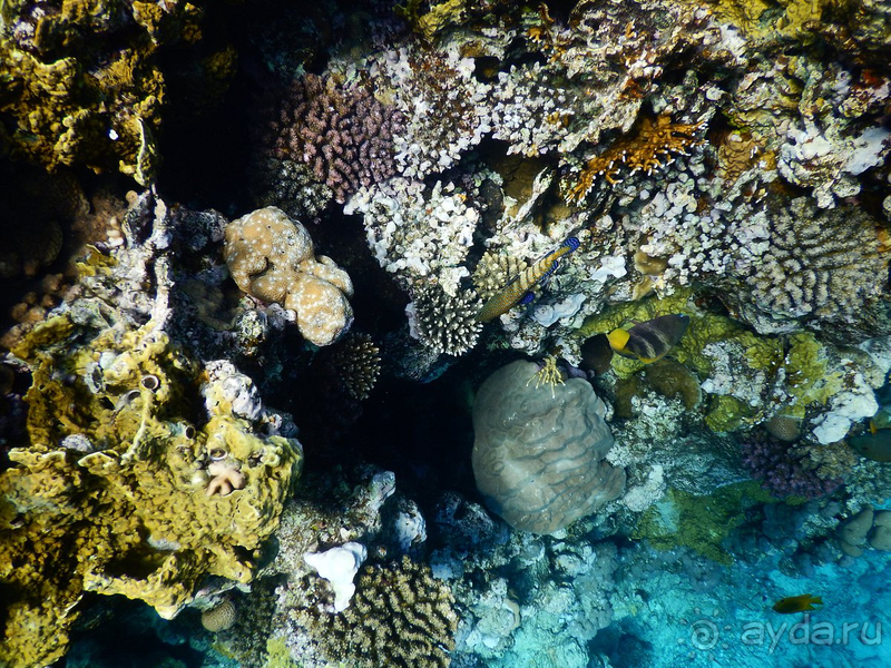 Отличный риф