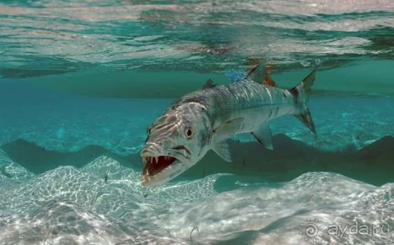 Хочу повторить