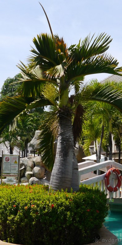 Спокойный отдых в Centara Kata Resort