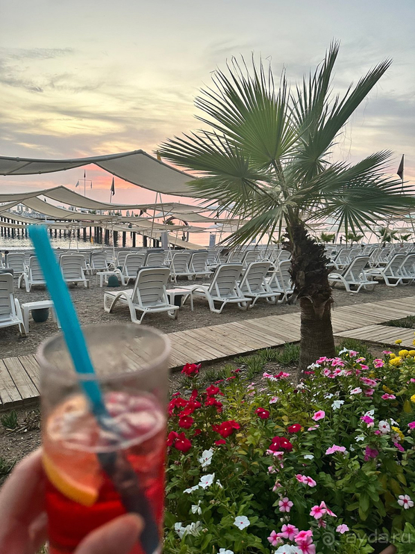 Dephnin Deluxe в конце сезона