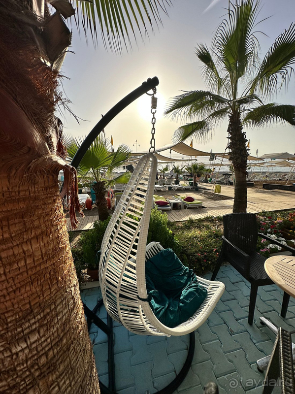 Dephnin Deluxe в конце сезона