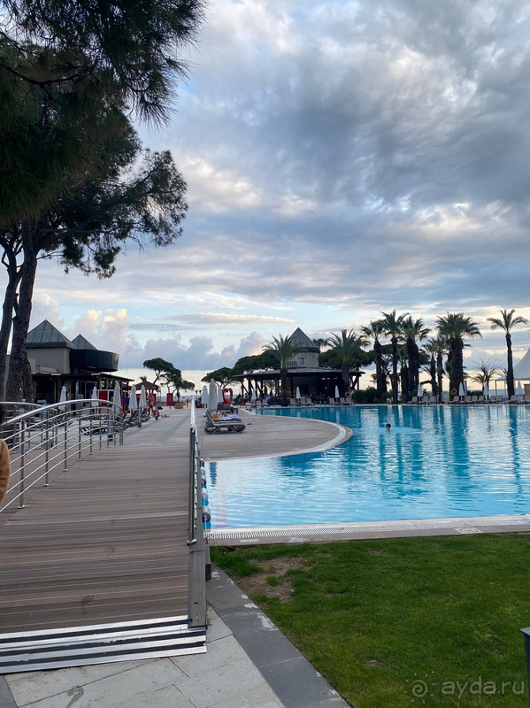 С любовью о Papillon Ayscha❤️