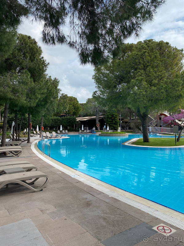 С любовью о Papillon Ayscha❤️