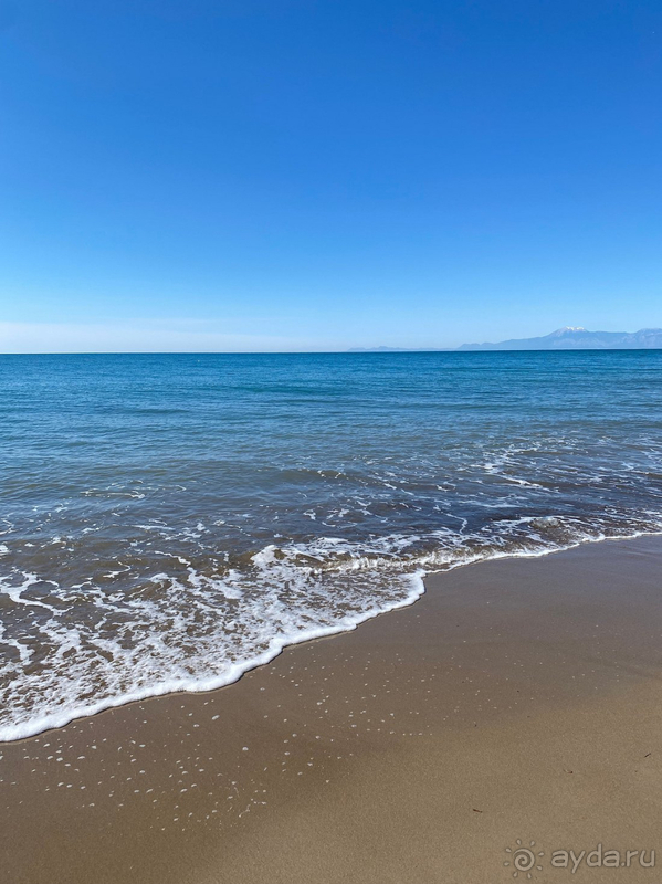 С любовью о Papillon Ayscha❤️