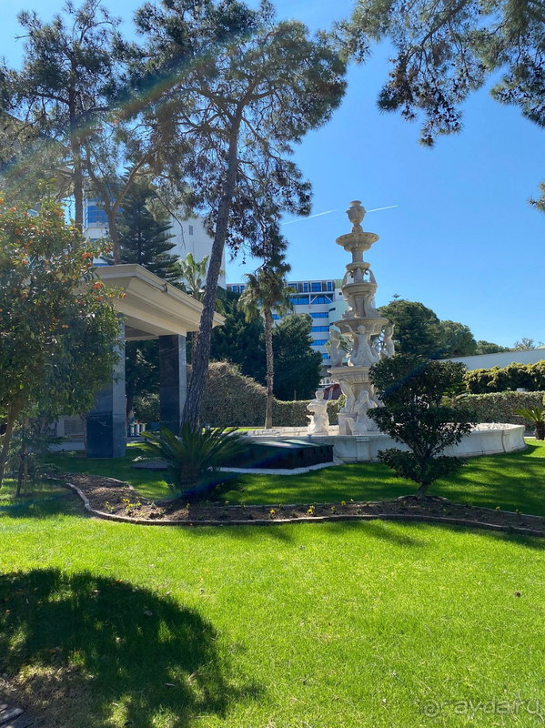 С любовью о Papillon Ayscha❤️