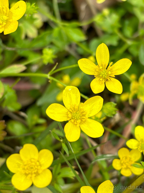 Прекрасный отдых в Шервуд весной!