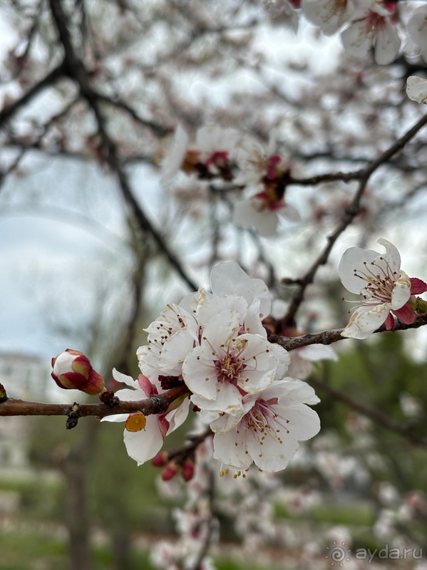 Прекрасный отдых в Шервуд весной!