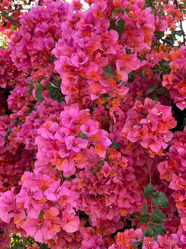 Альбом отзыва "Акра Кемер наш выбор"