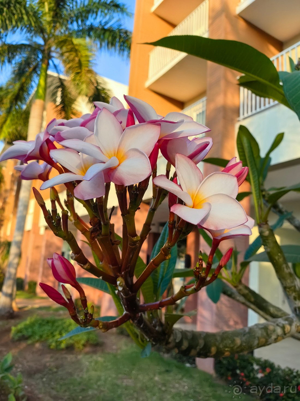 Мы довольны, отель советую! 