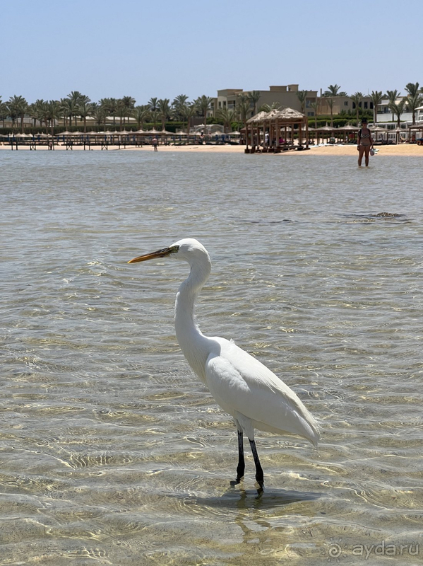 Отель хороший, нюансы есть