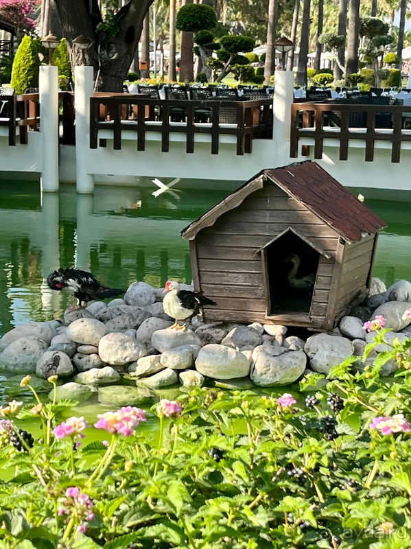 Отель для фантов Сети Клаб Мед