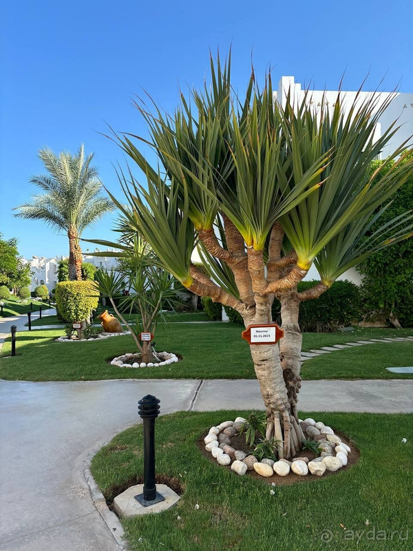 Альбом отзыва "Я побывала в восточной сказке"