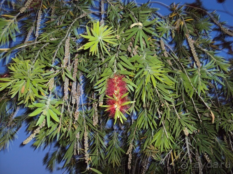 Турция, Маджести Мираж парк