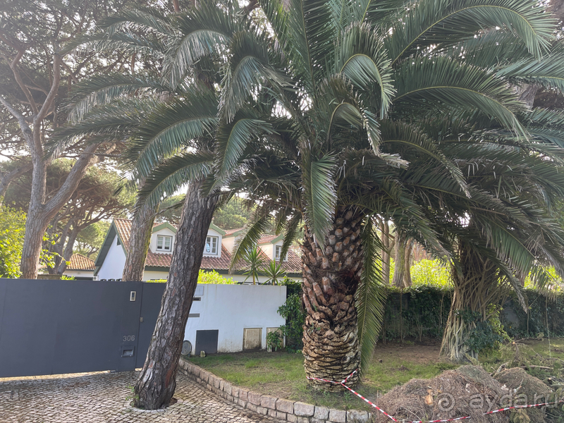 Классный отдых в соснах на берегу океана 