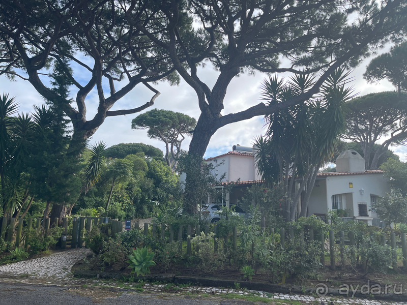 Классный отдых в соснах на берегу океана 