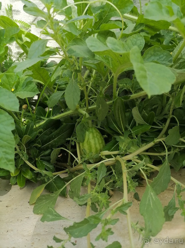 Альбом отзыва "Хороший отель"